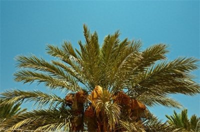 ​椰枣是如何长出来的？