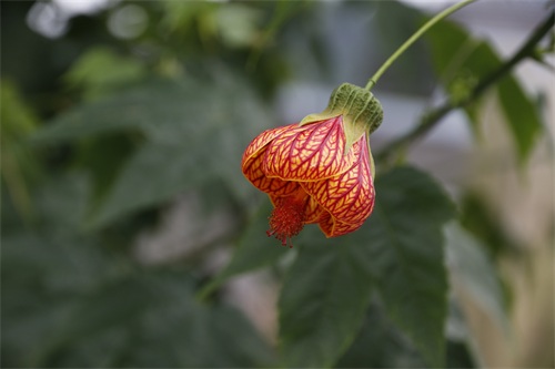 植物花记-01-金铃花