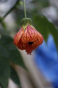 ​植物花记-01-金铃花