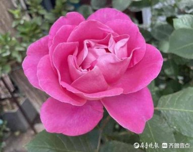 ​青未了｜莺飞草长月季艳