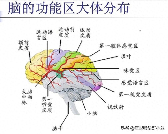 脑部磁共振（MRI）功能图谱--精品图集