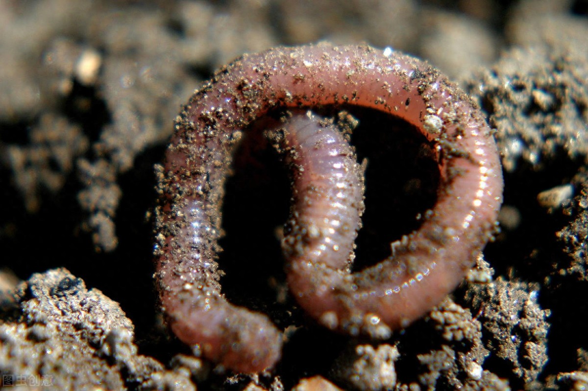 《动物管理局》小区发生妖怪的命案，死者名叫许智，是一只蚯蚓妖