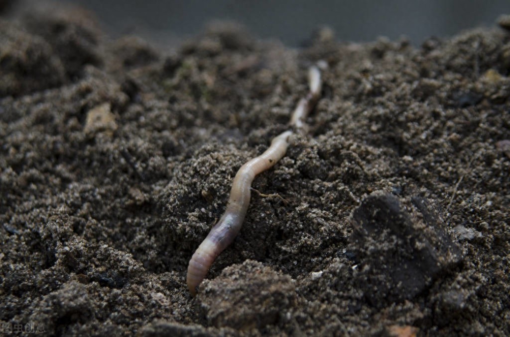 《动物管理局》小区发生妖怪的命案，死者名叫许智，是一只蚯蚓妖