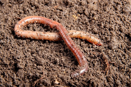 《动物管理局》小区发生妖怪的命案，死者名叫许智，是一只蚯蚓妖