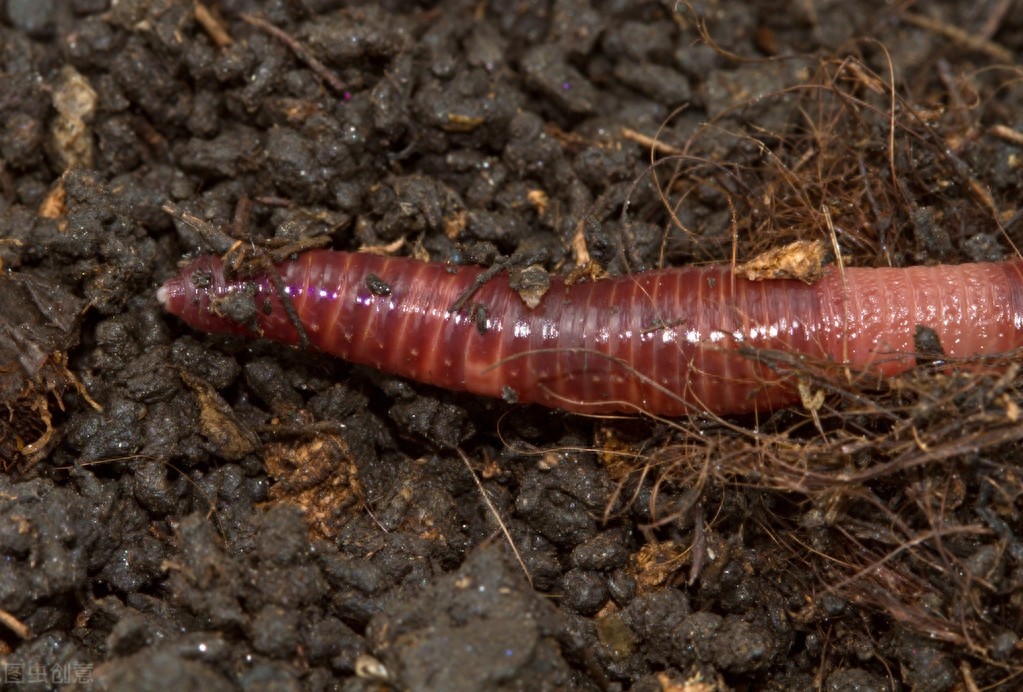 《动物管理局》小区发生妖怪的命案，死者名叫许智，是一只蚯蚓妖
