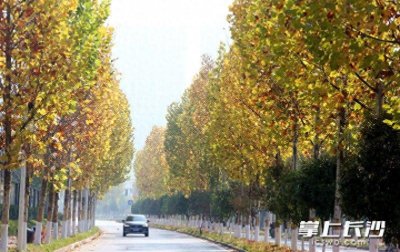 ​组图|邂逅冬日最美梧桐