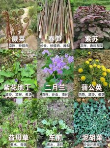 ​60绉嶉噹鑿滃浘閴答煂?/p>