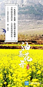 ​济南千亩油菜花盛开的浪漫，藏在这些惊艳的古诗里