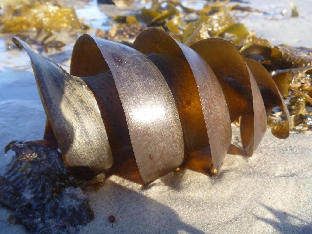 不可思议！原来鲨鱼的卵是这个样子的