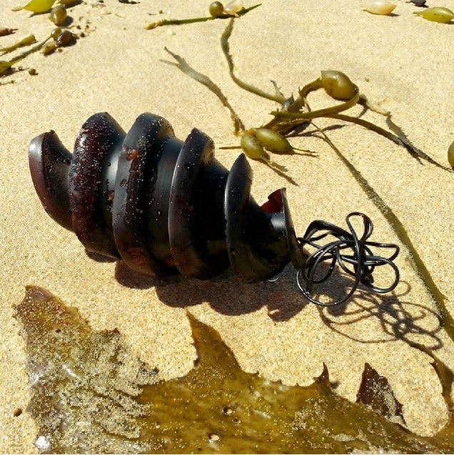 不可思议！原来鲨鱼的卵是这个样子的