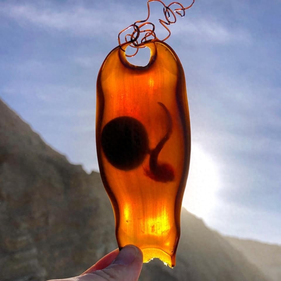 不可思议！原来鲨鱼的卵是这个样子的