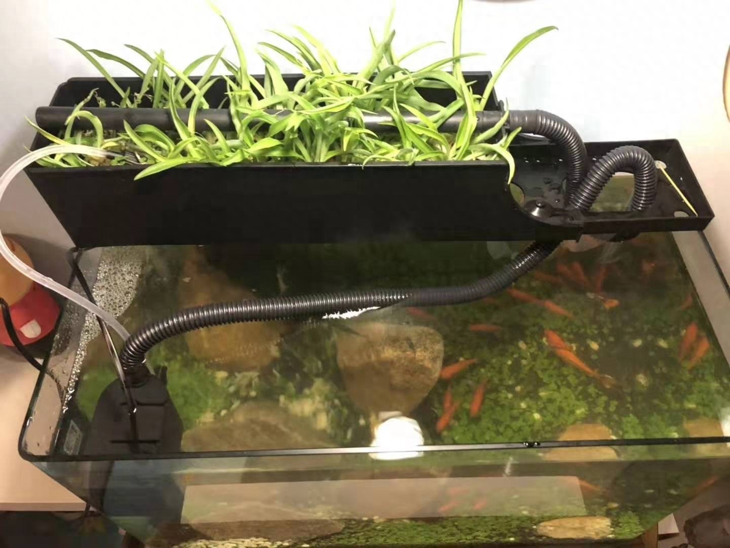 自制生态小鱼缸