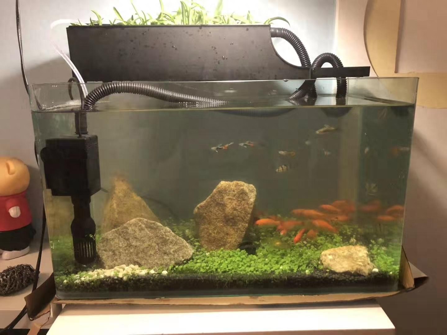 自制生态小鱼缸