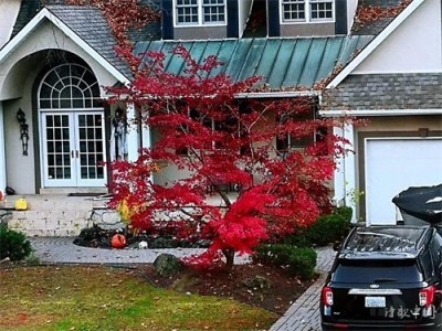 ​红叶树（诗）