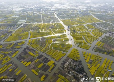 ​江苏兴化：“垛”上花开 游客乘船徜徉油菜花海