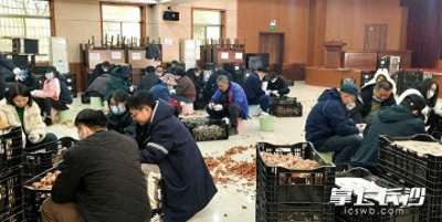 ​明春浪漫上线，长沙园林生态园百亩郁金香本周下种完毕