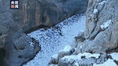 ​霸气！一起跟着雪豹来“巡山”