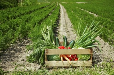 ​共享农场：未来的农业新模式