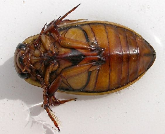 龙虱，国内常见的水生甲虫