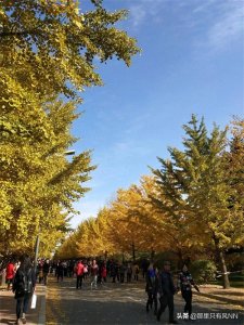 ​沈农银杏节 拾忆二零一七