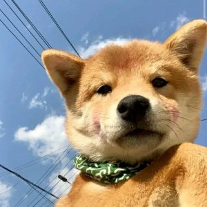 ​搞笑沙雕 头像丨可爱修狗合集