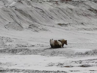 ​可可西里的“传奇雪人”藏棕熊