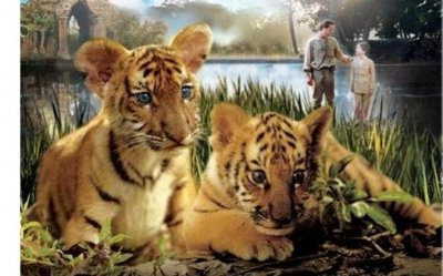 ​近日老虎发飙，推荐你看几部关于老虎的电影！