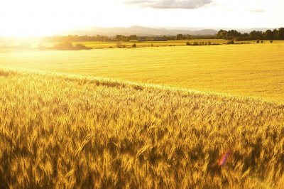 ​绝不接盘乌粮食！黑海走廊刚中断 波兰等五国立刻发了份“自保声明”