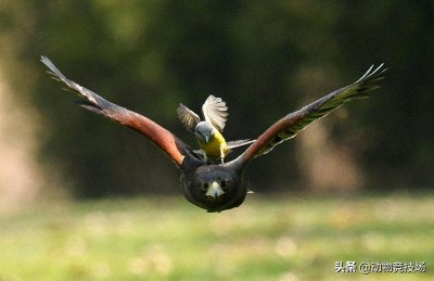 ​必胜鸟真能干过老鹰吗（手掌大小必胜鸟为什么这么厉害）