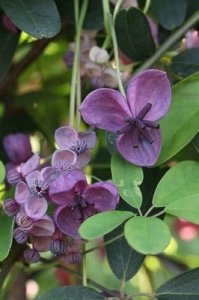 ​五叶木通生长在低海拔山坡林下草丛中，夏季开紫色花