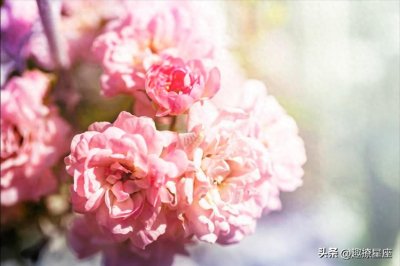 ​苏珊米勒 | 2月24日好运大涨星座榜，火星顺行，喜迎大运，诸事顺遂