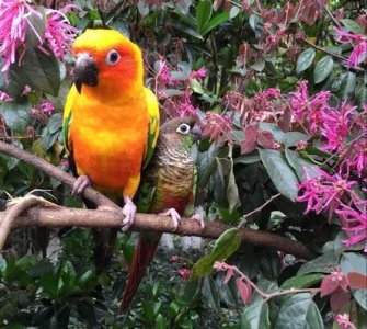 ​金太阳鹦鹉与小太阳鹦鹉配对？长大以后超像金刚鹦鹉，赚大发了