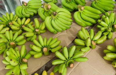 ​“工位上种香蕉”，就不“蕉绿”了吗？