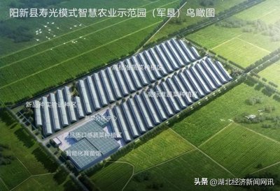 ​湖北阳新：着力发展设施农业，引资引智合力打造现代化设施蔬菜产业示范园