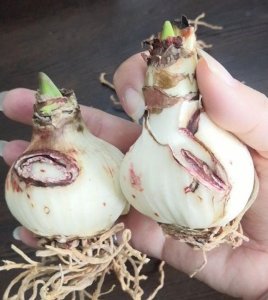 ​长成“佛祖头”的朱顶红，彻底爆盆了，1000块都不舍得卖！