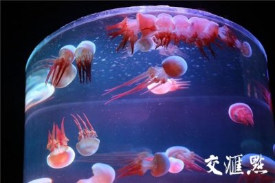 ​南京首个“水母主题海洋馆”来了