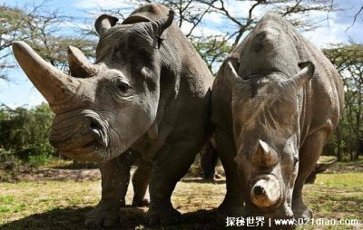 ​功能性灭绝是什么意思啊，和灭绝有什么区别(物种灭绝的前兆)