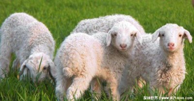 ​养羊50只一年赚多少钱，一年大概有四万元利润