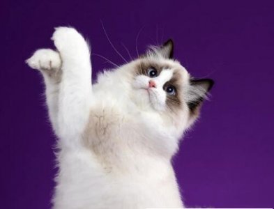 ​布偶猫值多少钱(布偶猫价格在几千上万元)