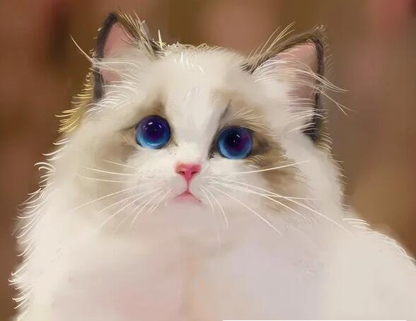 布偶猫值多少钱(布偶猫价格在几千上万元)(2)_