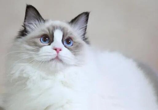 布偶猫值多少钱(布偶猫价格在几千上万元)(3)_