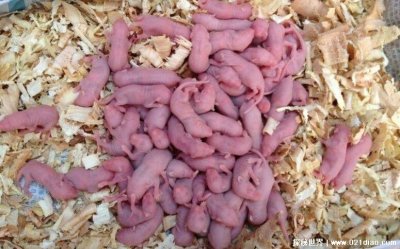 ​三吱儿是什么食物，用还没长大的老鼠做的恐怖菜品