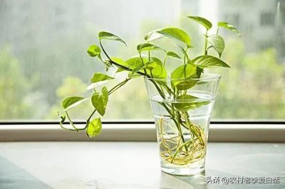 ​民间俗语：一棵绿萝七个鬼，这是什么意思？