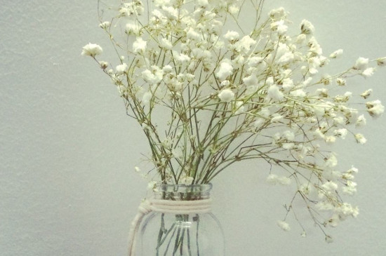 满天星怎么养在水里(图)(图4)