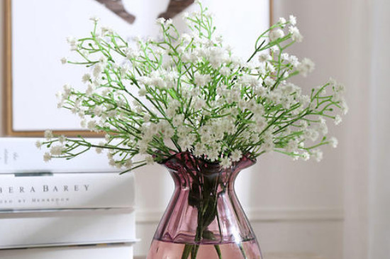 满天星怎么养在水里(图)(图2)