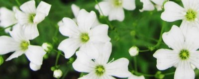 ​满天星怎么养在水里（图）