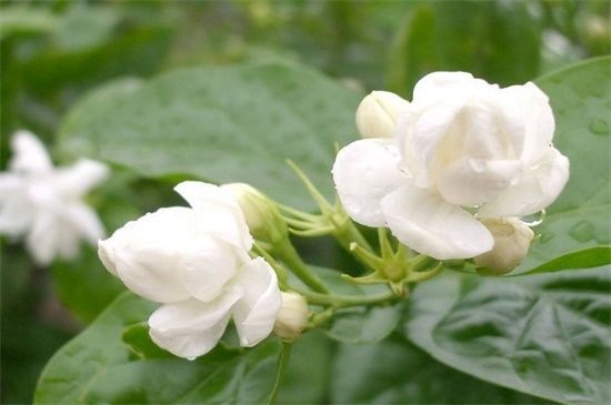 茉莉花春天翻盆可以吗,春季可翻盆利于生长(图3)