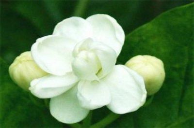 ​茉莉花春天翻盆可以吗，春季可翻盆利于生长