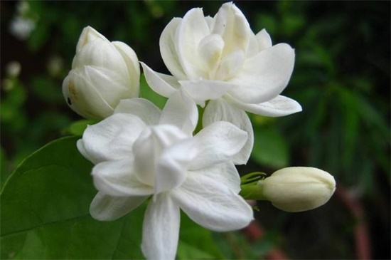 茉莉花春天翻盆可以吗,春季可翻盆利于生长(图2)