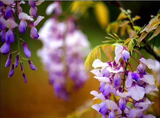 紫藤萝花语是什么(紫藤花的背后传说分享)
